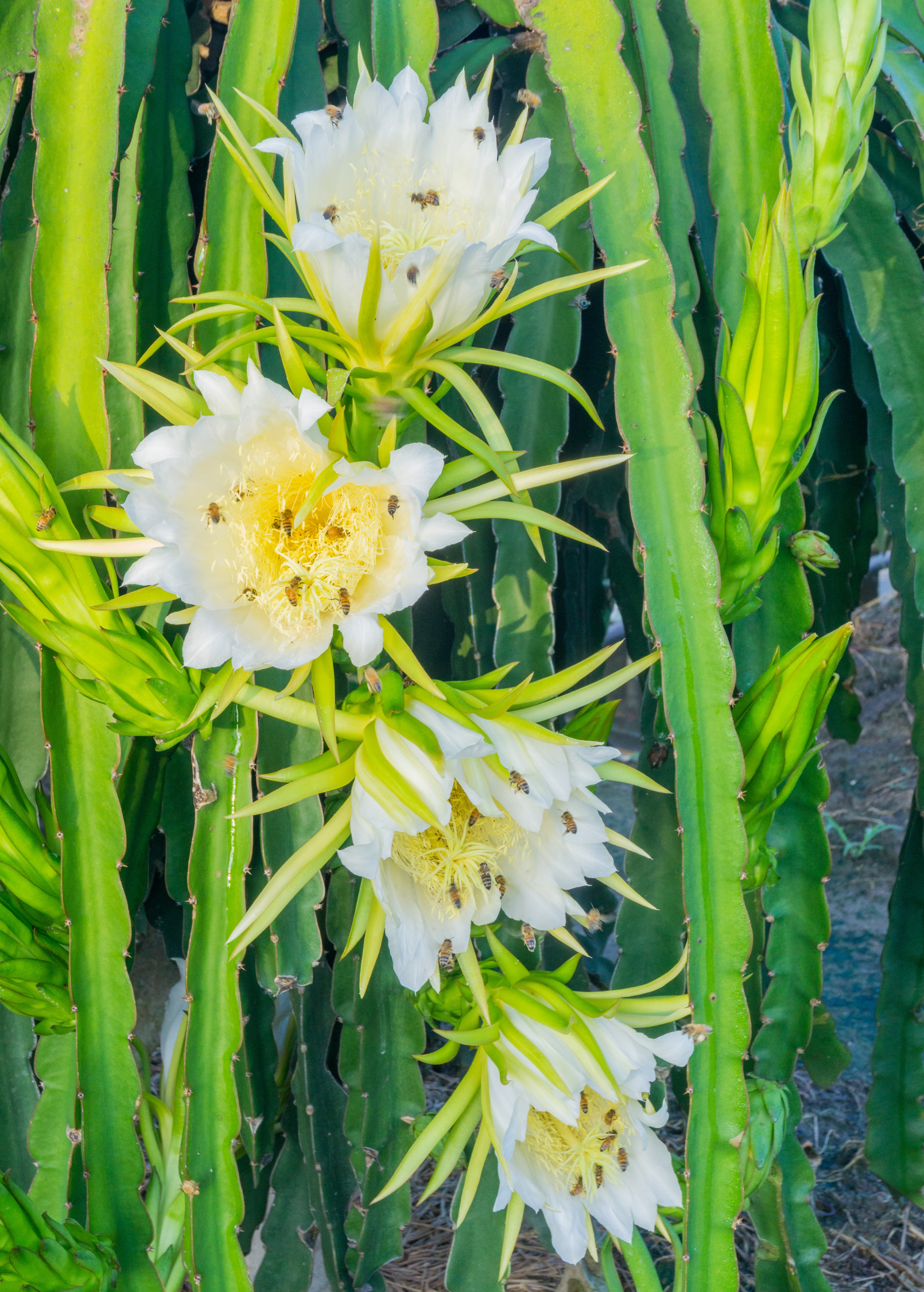 Yellow dragon fruit plant in a coconut coir pot, showcasing its vibrant fruit and lush green stems from Sow Exotic.