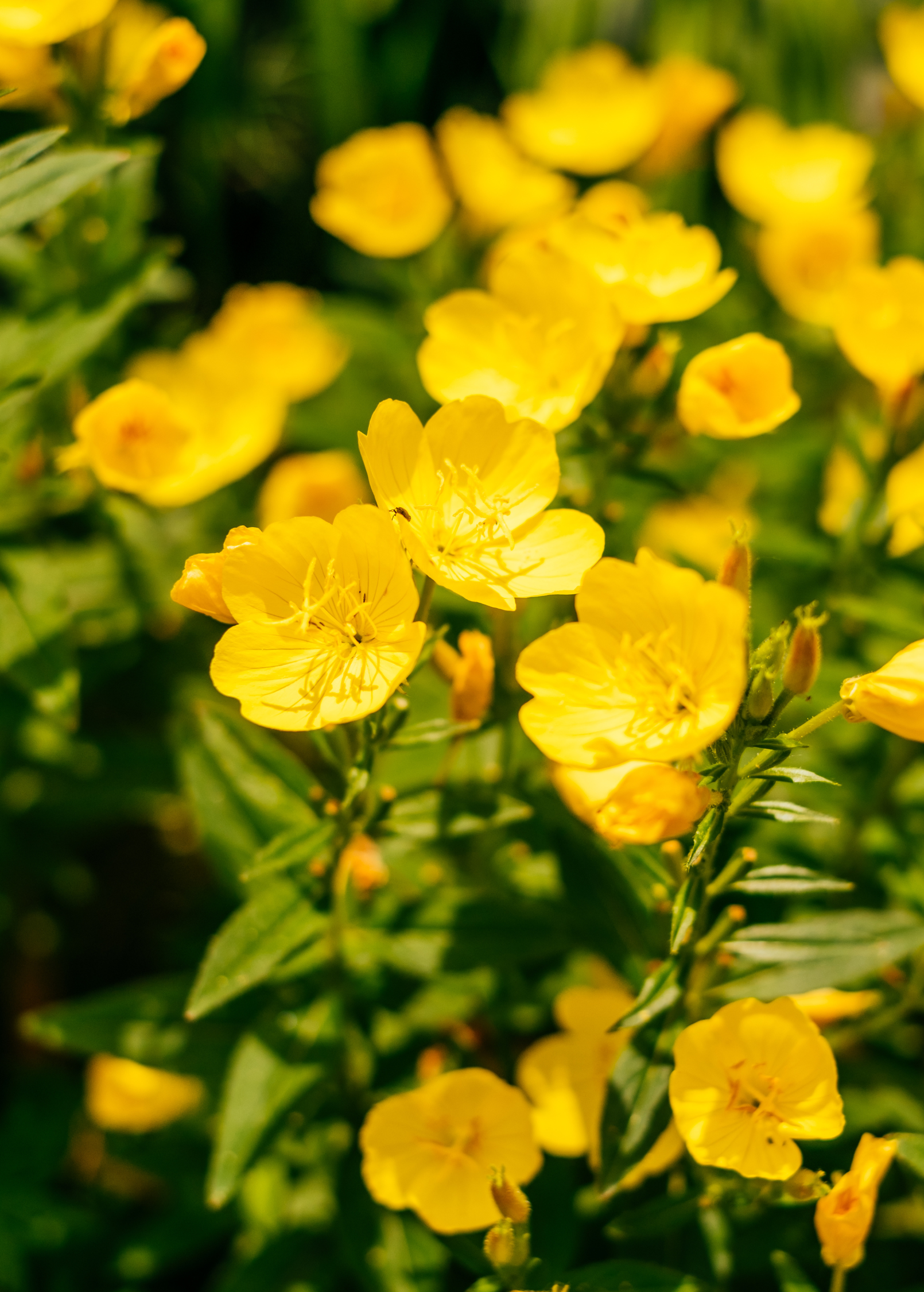Fruiting Evening Primrose plant in coconut coir pot by Sow Exotic, showing green leaves and budding flowers.