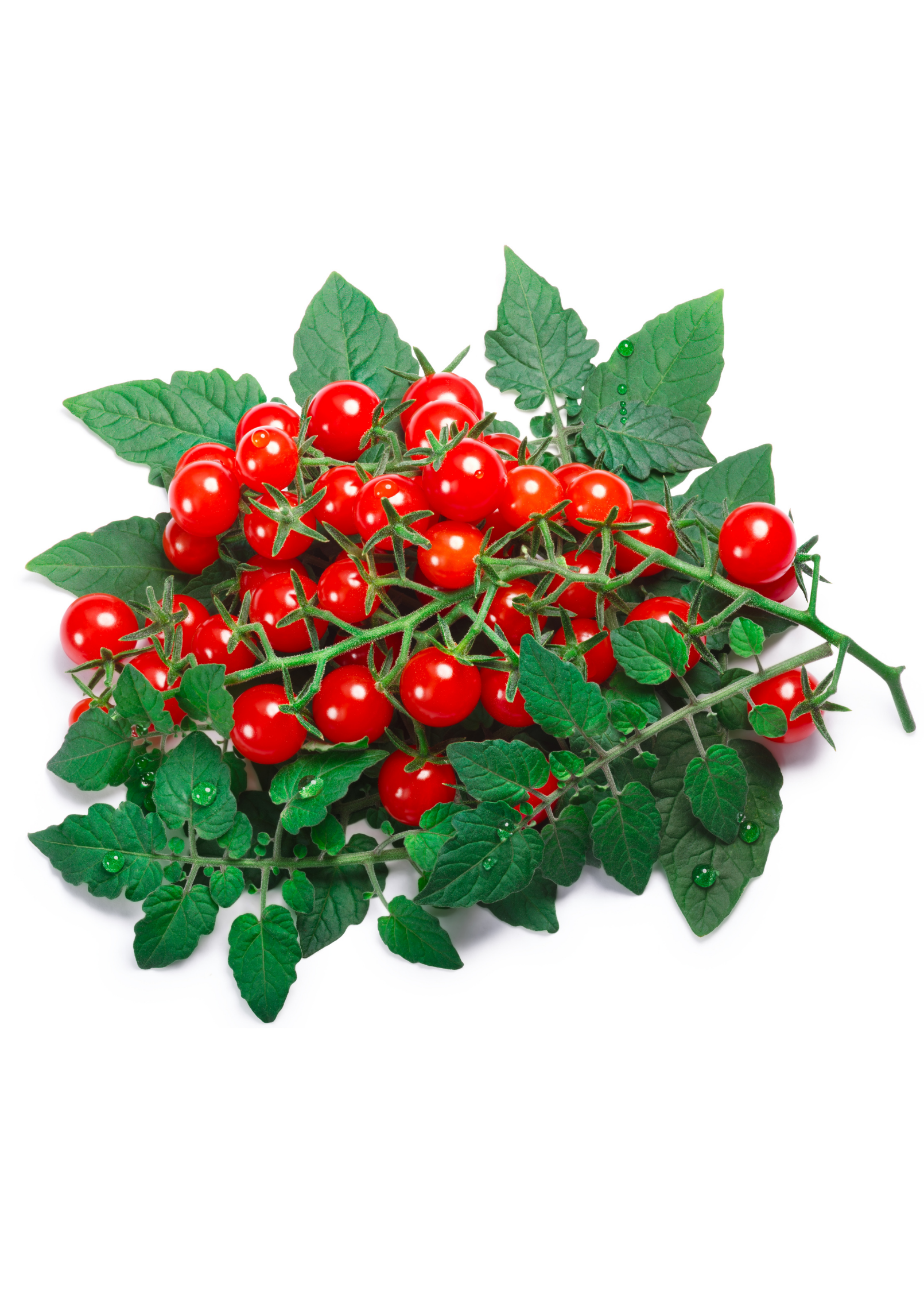Everglades Tomato (Solanum pimpinellifolium) fruiting plant in coconut coir pot by Sow Exotic, showcasing ripe tomatoes and green foliage.