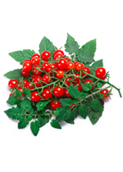 Everglades Tomato (Solanum pimpinellifolium) fruiting plant in coconut coir pot by Sow Exotic, showcasing ripe tomatoes and green foliage.