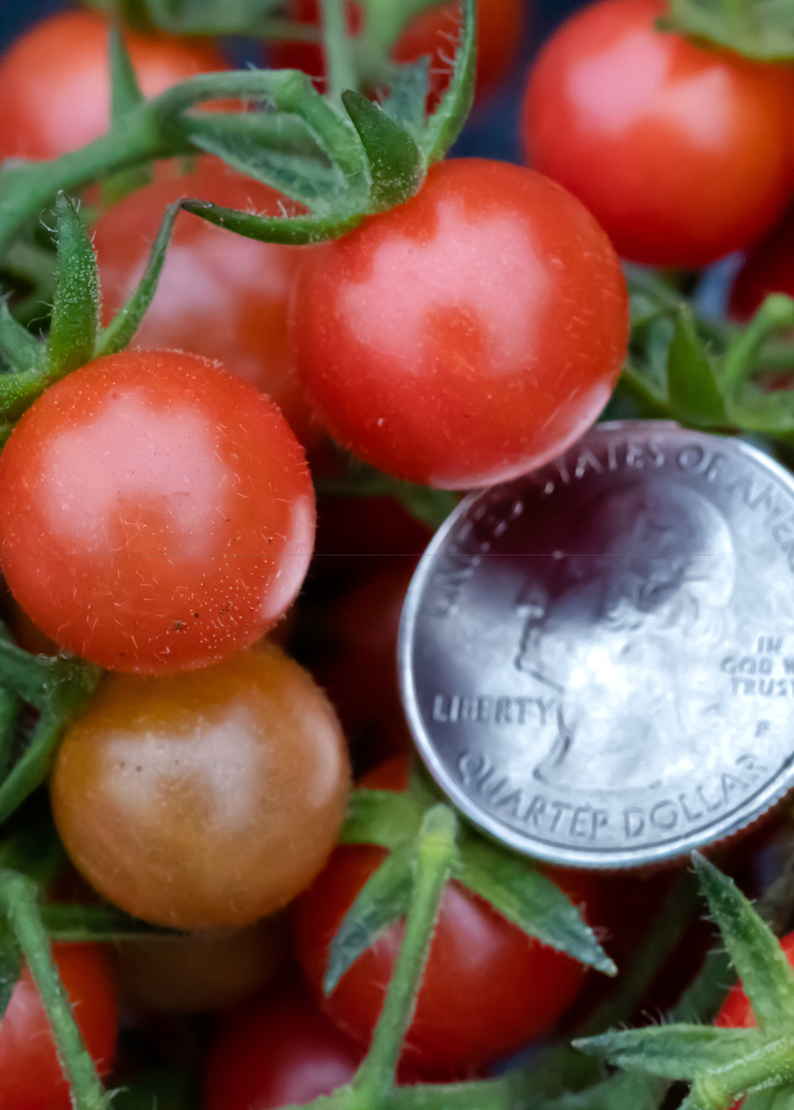 Everglades Tomato fruiting plant by Sow Exotic in a coconut coir pot, showcasing healthy green foliage and developing tomato clusters.