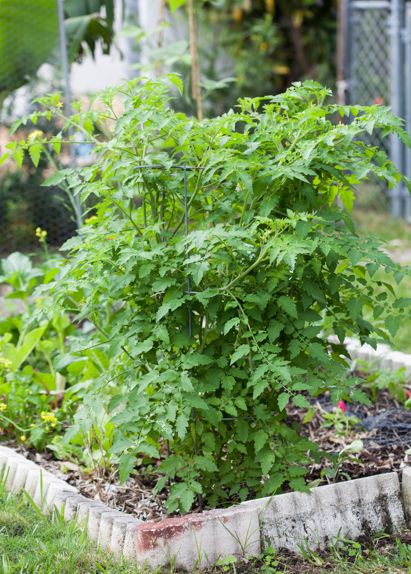 Yellow Everglades Tomato fruiting plant in a coconut coir pot, showcasing vibrant yellow tomatoes and green foliage.