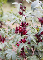 Florida Cranberry fruiting plant in a coconut coir pot, featuring vibrant red foliage and blossoms, by Sow Exotic.