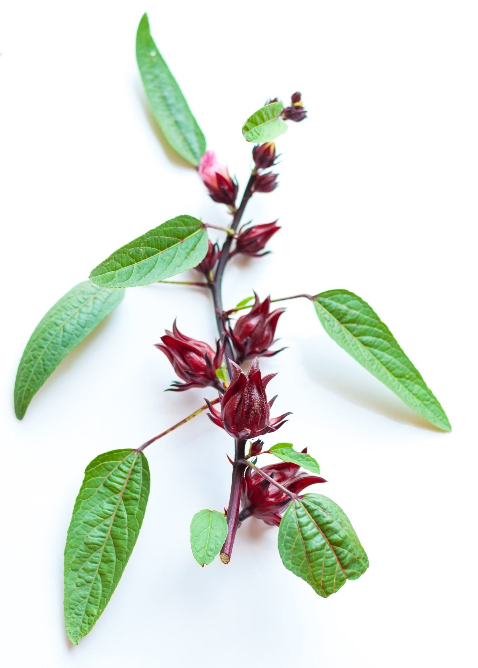 Florida Cranberry fruiting plant by Sow Exotic in a coconut coir pot, showcasing vibrant foliage and budding flowers.