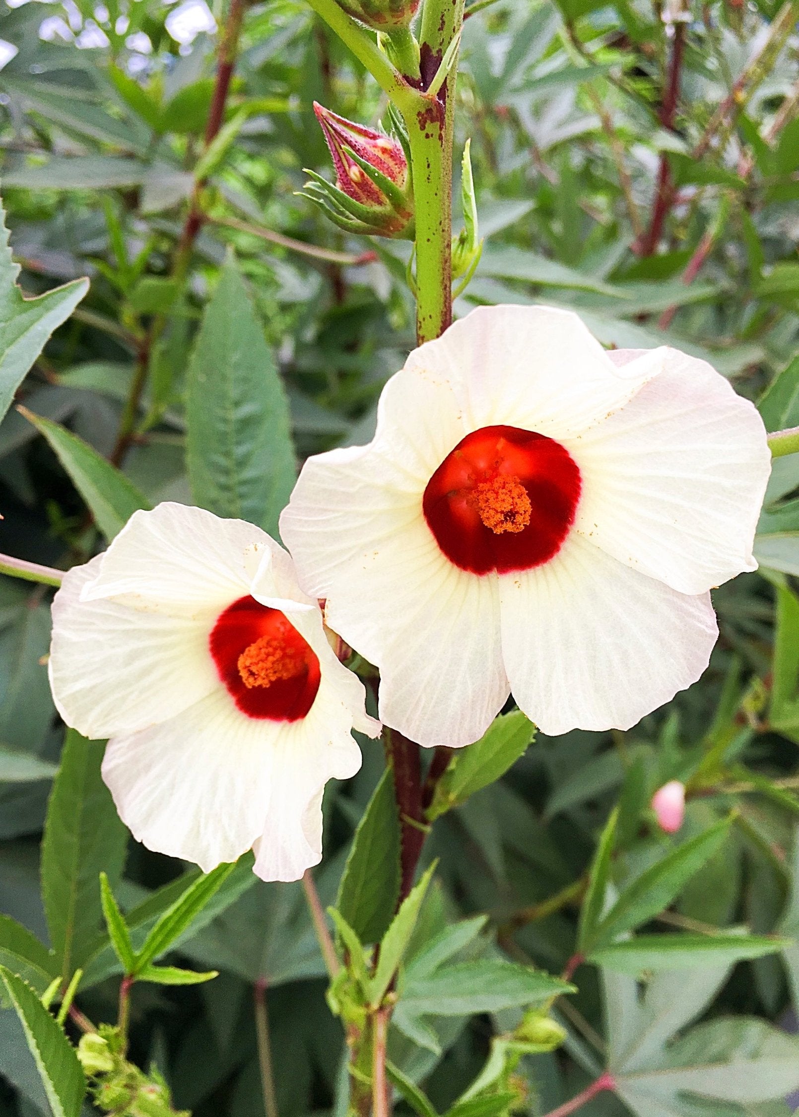 Florida Cranberry fruiting plant by Sow Exotic in a coconut coir pot, showcasing vibrant hibiscus sabdariffa leaves and berries.