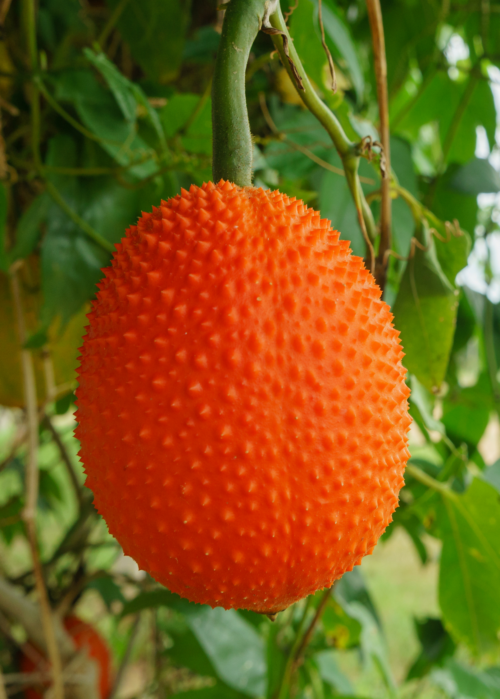 Gac fruiting plant by Sow Exotic in coconut coir pot, showing lush green leaves and developing Gac fruit on the vine.