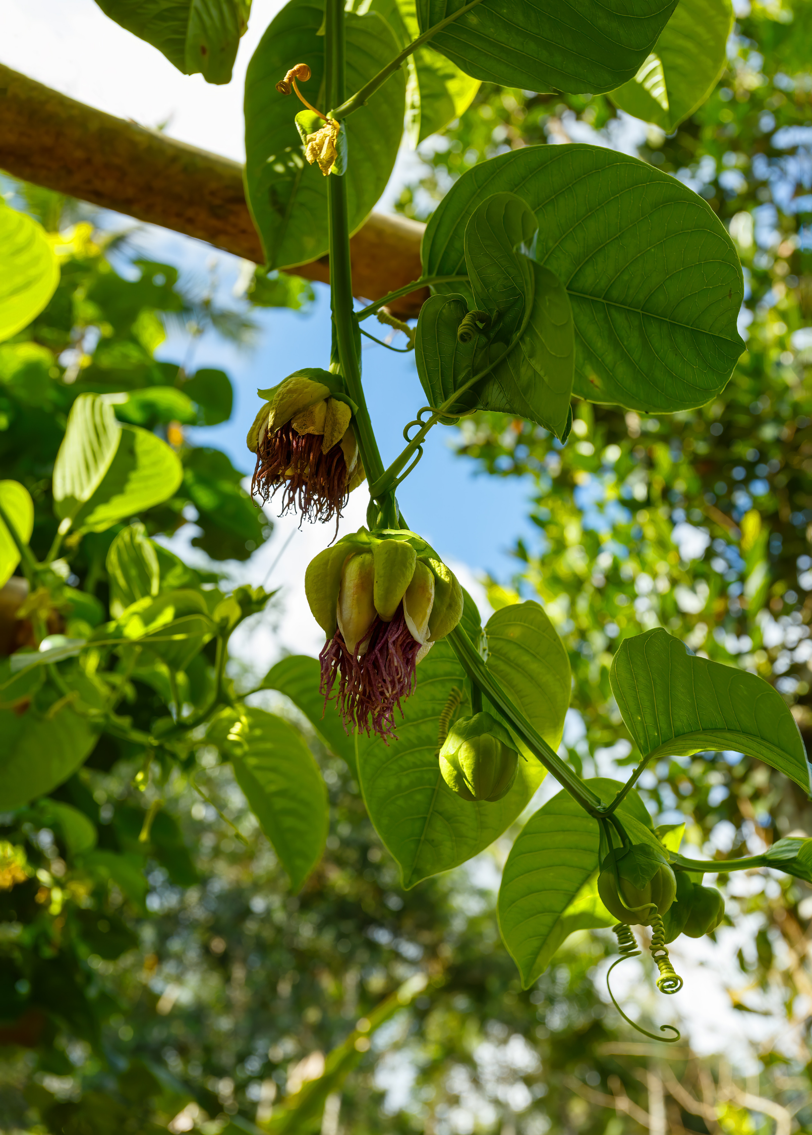 Giant Granadilla Passiflora quadrangularis fruiting plant in coconut coir pot, grown by Sow Exotic, with lush green leaves and climbing vines.