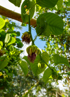 Giant Granadilla Passiflora quadrangularis fruiting plant in coconut coir pot, grown by Sow Exotic, with lush green leaves and climbing vines.