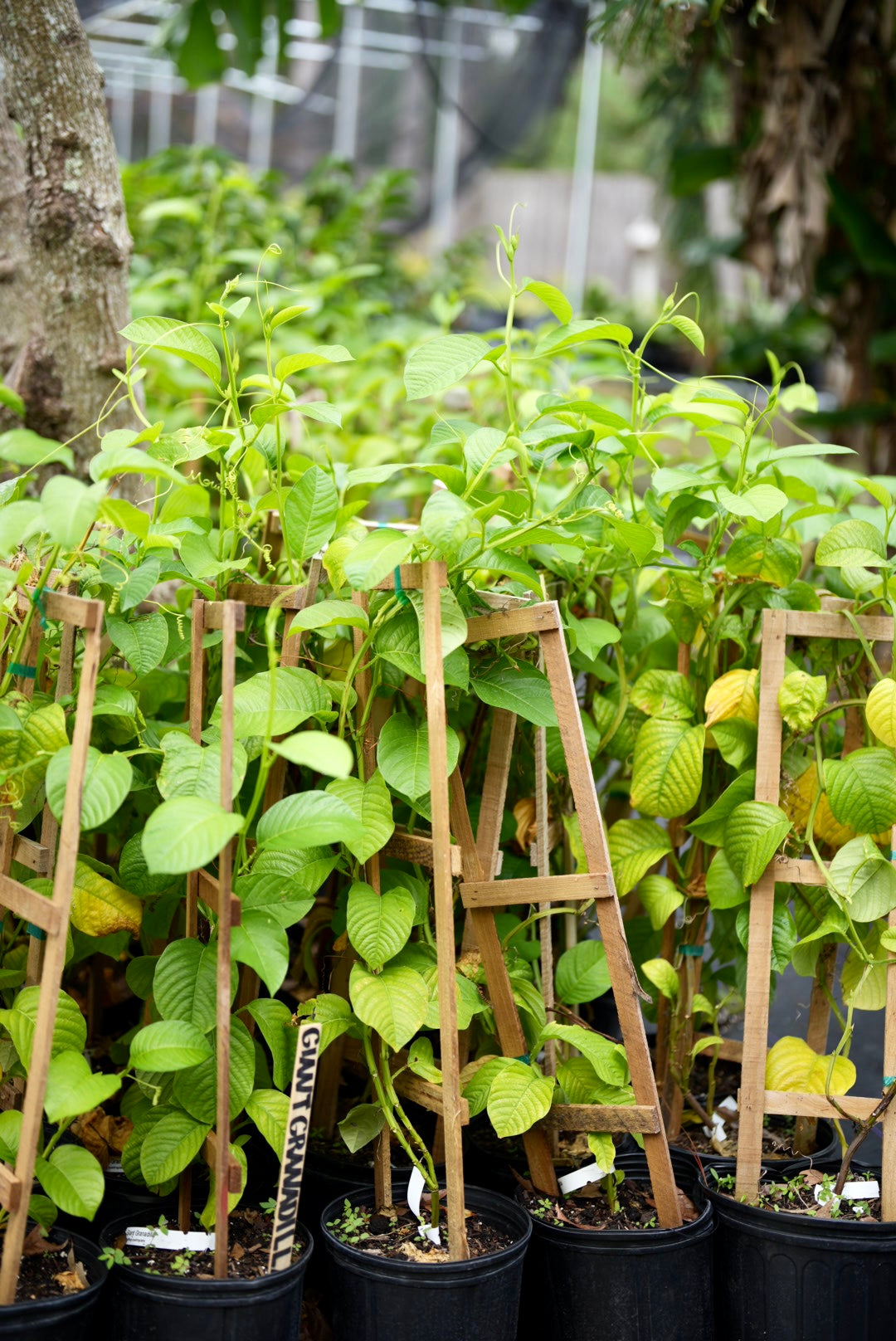 Giant Granadilla Passiflora quadrangularis L. fruiting plant in coconut coir pot by Sow Exotic, with large green leaves and developing fruit.