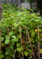 Giant Granadilla Passiflora quadrangularis L. fruiting plant in coconut coir pot by Sow Exotic, showcasing lush green leaves and climbing stems.