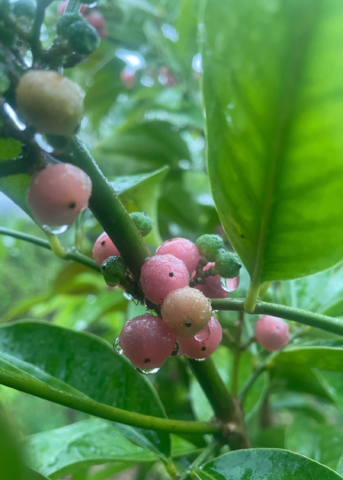 Fruiting Ginberry plant in a coconut coir pot, showcasing lush green leaves and small berries, by Sow Exotic.