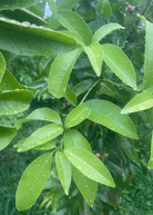 Fruiting Ginberry plant in coconut coir pot, showcasing lush green leaves and developing berries, by Sow Exotic.