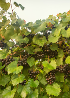 Grape 'Southern Home' fruiting plant in coconut coir pot, showing lush green leaves and developing grape clusters.