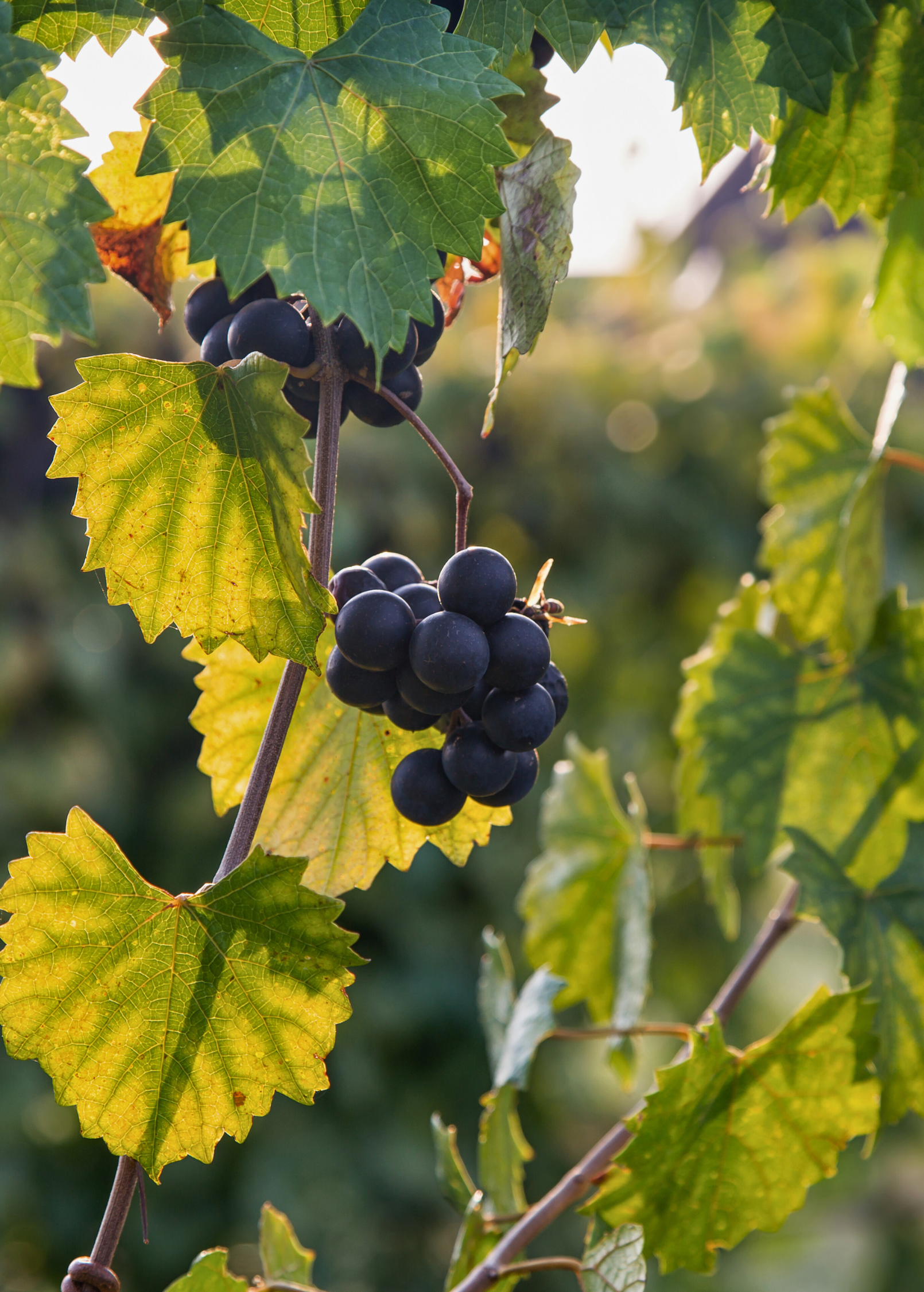 Grape 'Southern Home' fruiting plant in a coconut coir pot, featuring green grape leaves and developing clusters of grapes.