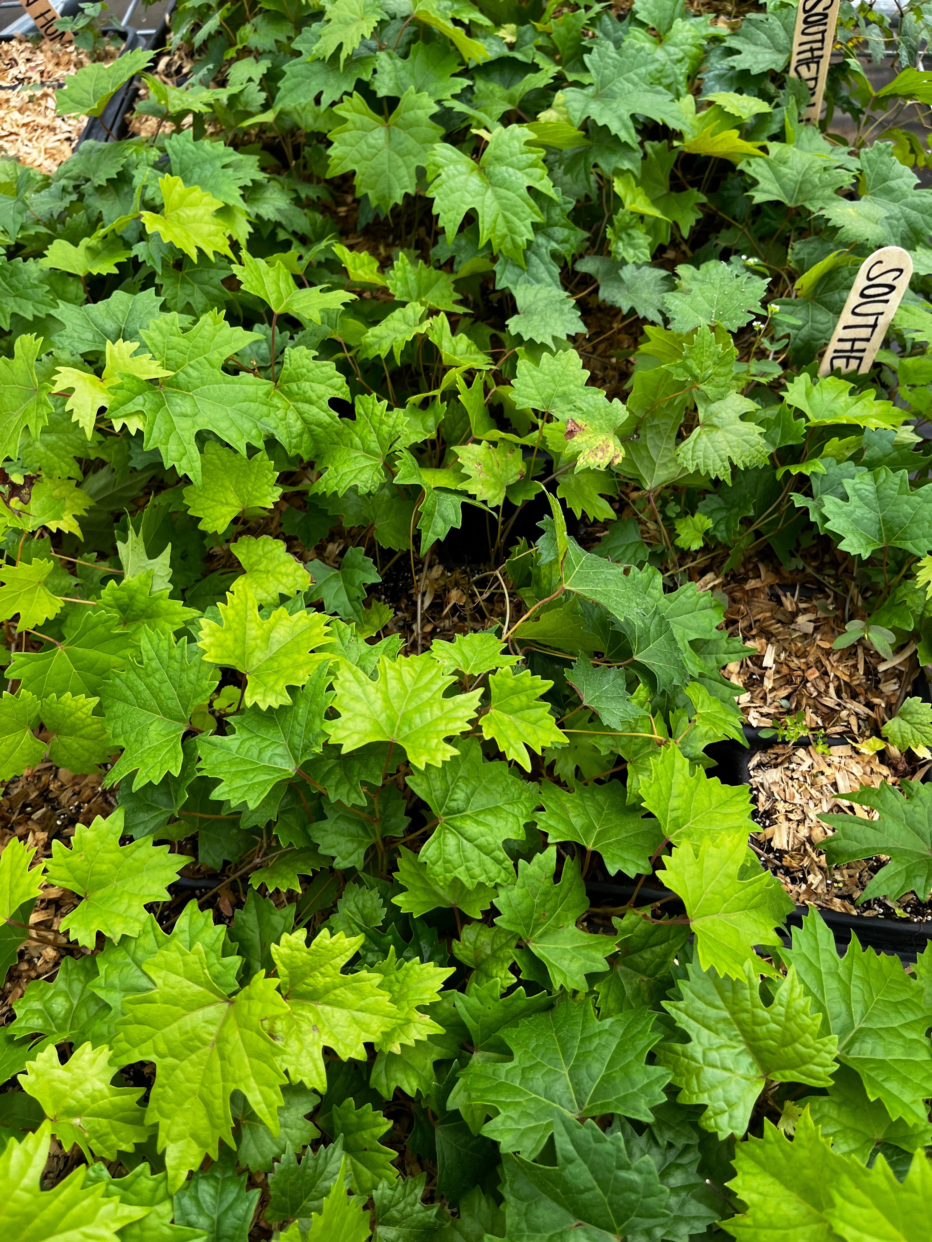 Grape 'Southern Home' fruiting plant in a coconut coir pot, showing lush green leaves and healthy growth.