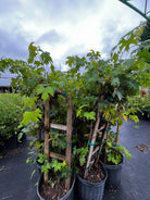 Southern Home grape fruiting plant in coconut coir pot, featuring lush green vines and healthy foliage.