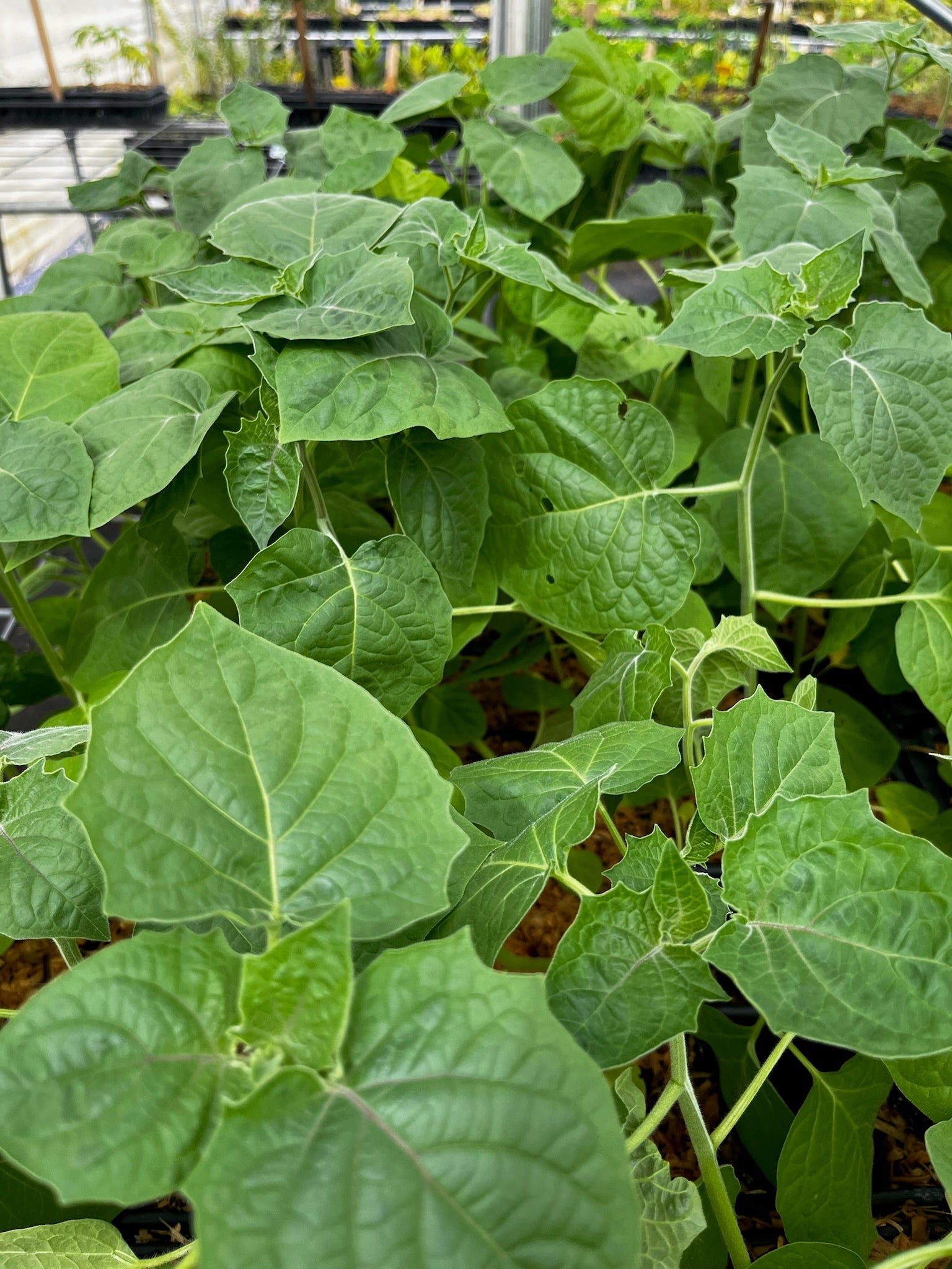Hawaiian Poha Berry fruiting plant in a coconut coir pot, showcasing its vibrant Physalis peruviana berries and lush green leaves.