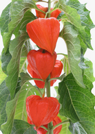 Japanese Lanterns Physalis alkekengi fruiting plant in a coconut coir pot, showcasing vibrant orange, lantern-shaped husks.
