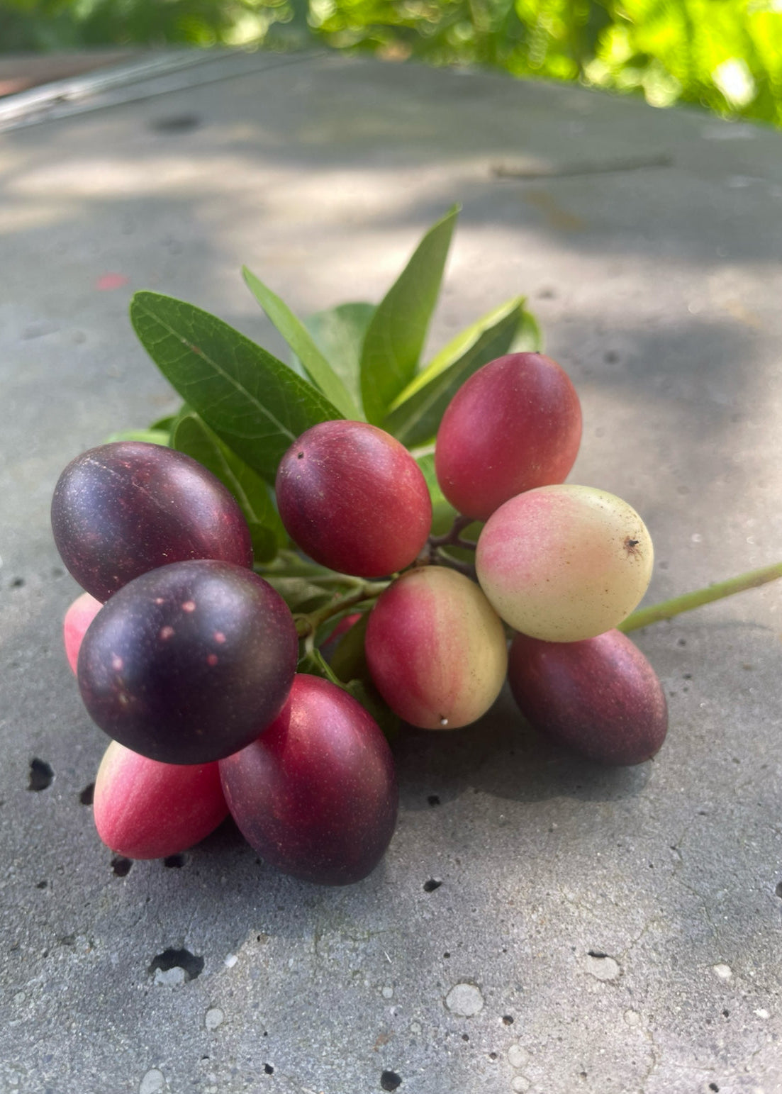 Karanda Bengal Currant fruiting plant in a coconut coir pot, showing green foliage and small developing fruits.