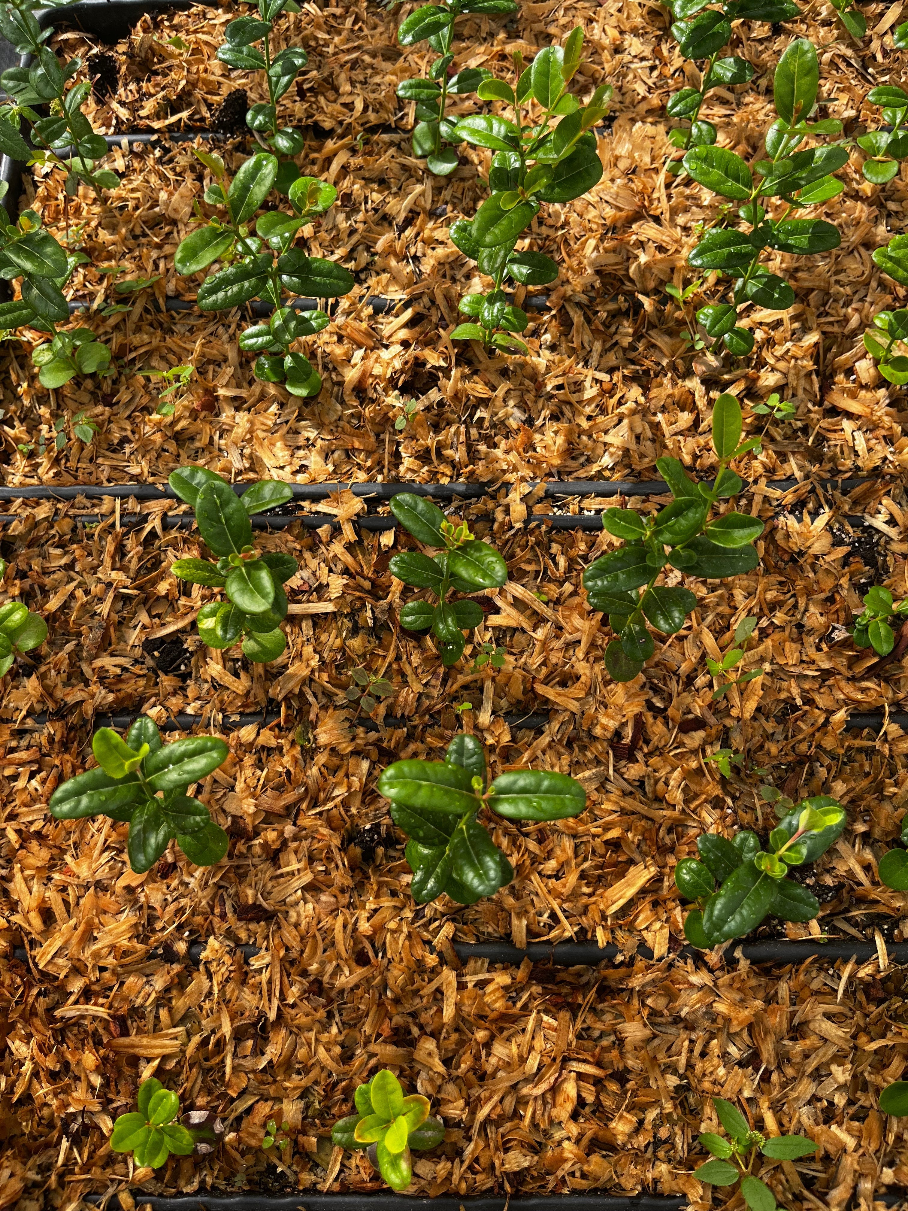 Karanda Bengal Currant fruiting plant in coconut coir pot, showcasing green leaves and developing berries, by Sow Exotic.