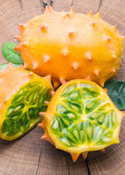 Orange Kiwano fruiting plant in a coconut coir pot, showcasing vibrant orange fruit and lush green leaves.