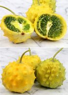 Yellow Kiwano fruiting plant from Sow Exotic in a coconut coir pot, showcasing round, vibrant yellow Kiwano Cucumis metuliferus.