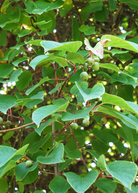 Healthy Kiwi 'Prolific' fruiting plant in coconut coir pot by Sow Exotic, showcasing lush foliage and active growth.