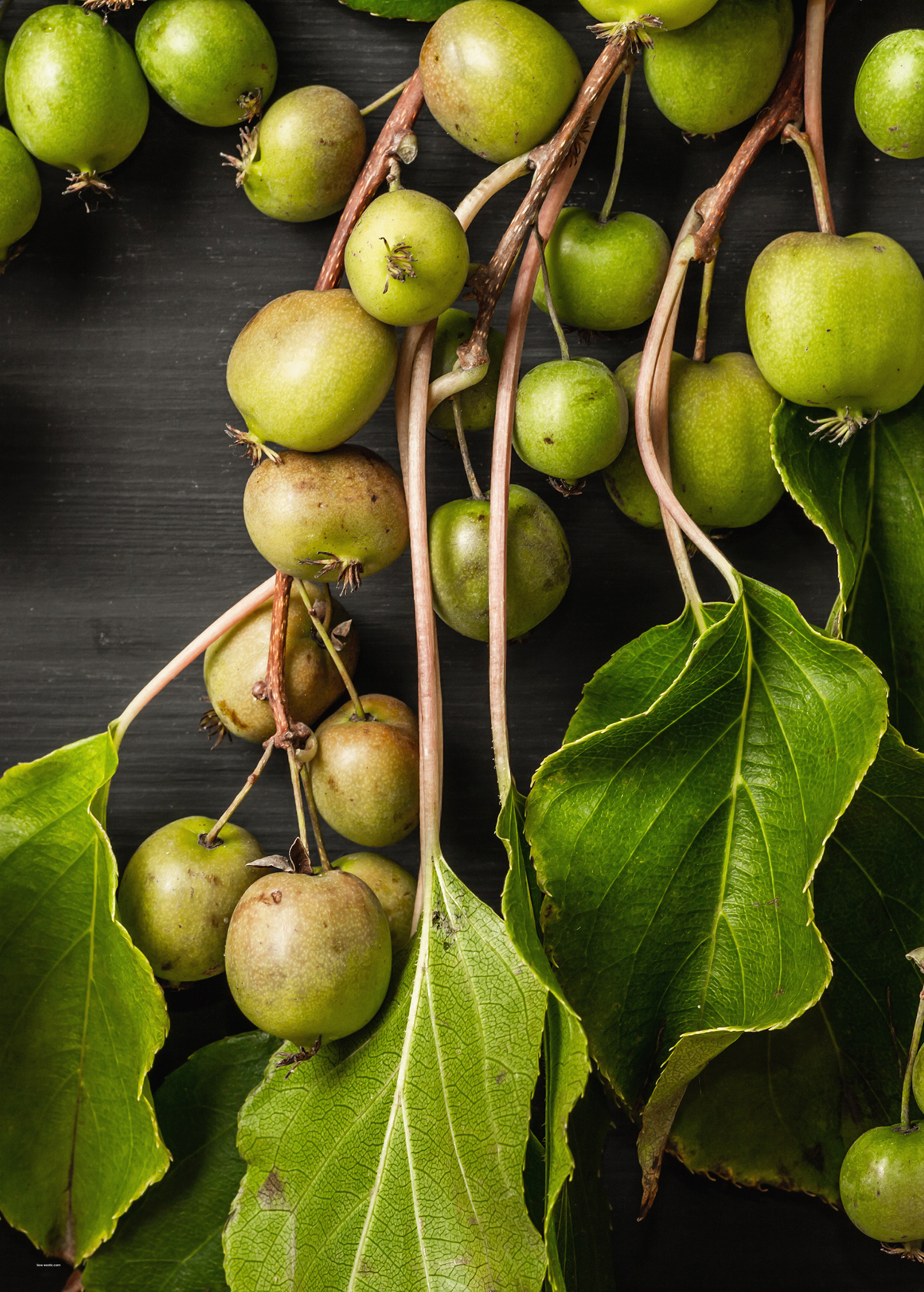 Kiwi 'Prolific' fruiting plant in a coconut coir pot, showing lush green foliage and developing kiwi fruits.