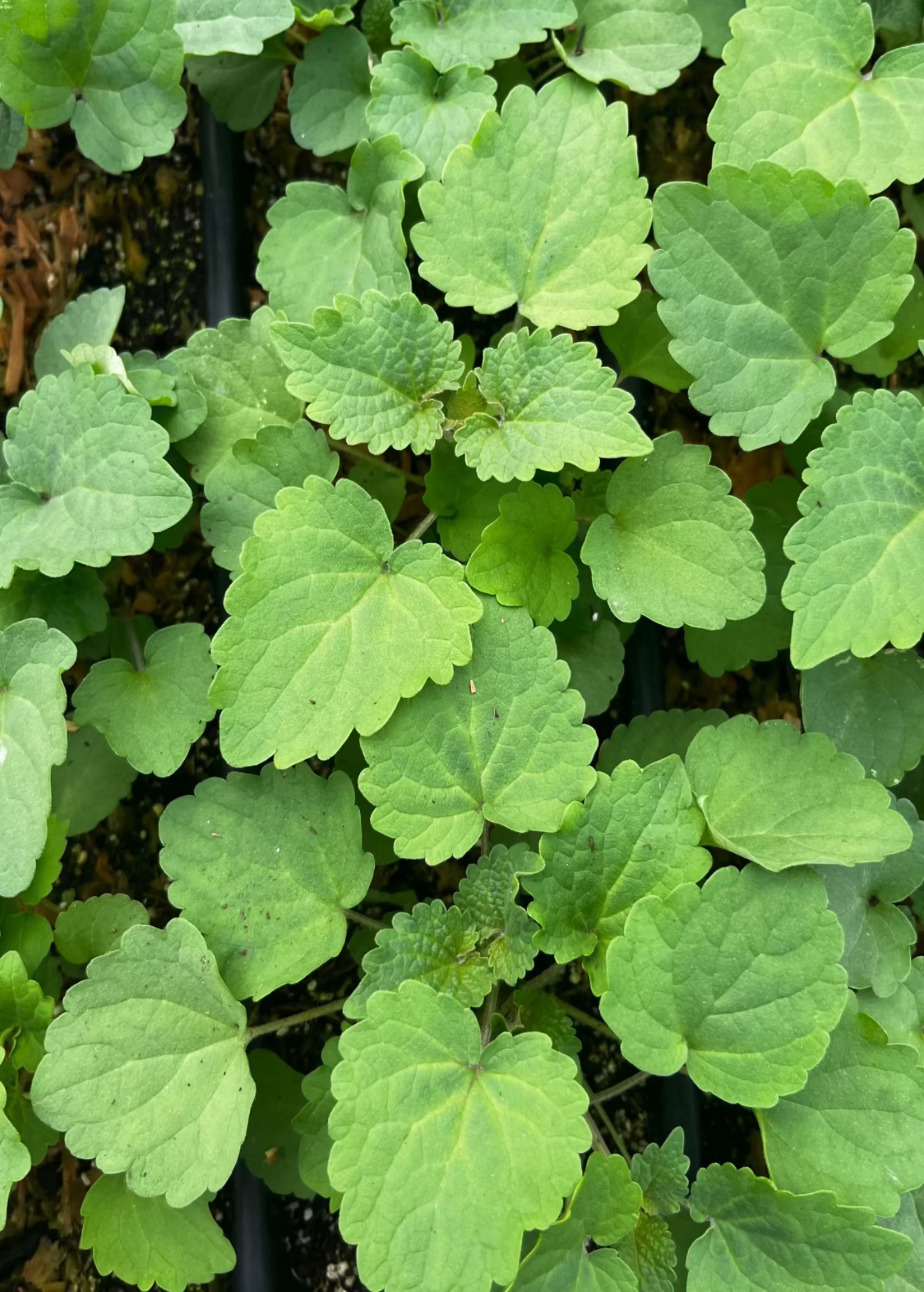 Korean Mint Agastache rugosa fruiting plant in coconut coir pot, healthy green foliage and budding stems, by Sow Exotic.