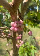 Lilly Pilly (Syzygium smithii) fruiting plant in coconut coir pot, showcasing lush green foliage and developing berries.