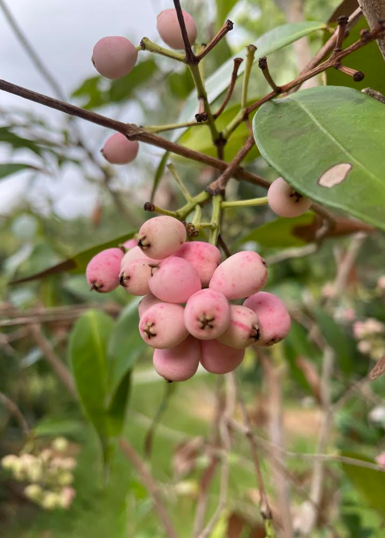 Lilly Pilly (Syzygium smithii) fruiting plant in coconut coir pot, healthy green foliage, vibrant berries, by Sow Exotic