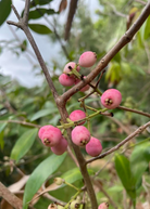 Lilly Pilly fruiting plant in a coconut coir pot, showcasing lush green foliage and developing berries, by Sow Exotic.