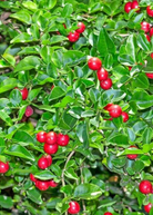 Limeberry (Triphasia trifolia) fruiting plant in coconut coir pot by Sow Exotic, with green foliage and small lime-like fruits.