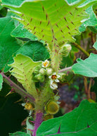 Lulo fruiting plant in coconut coir pot, also known as Naranjilla, by Sow Exotic, with vibrant green leaves and developing fruit.