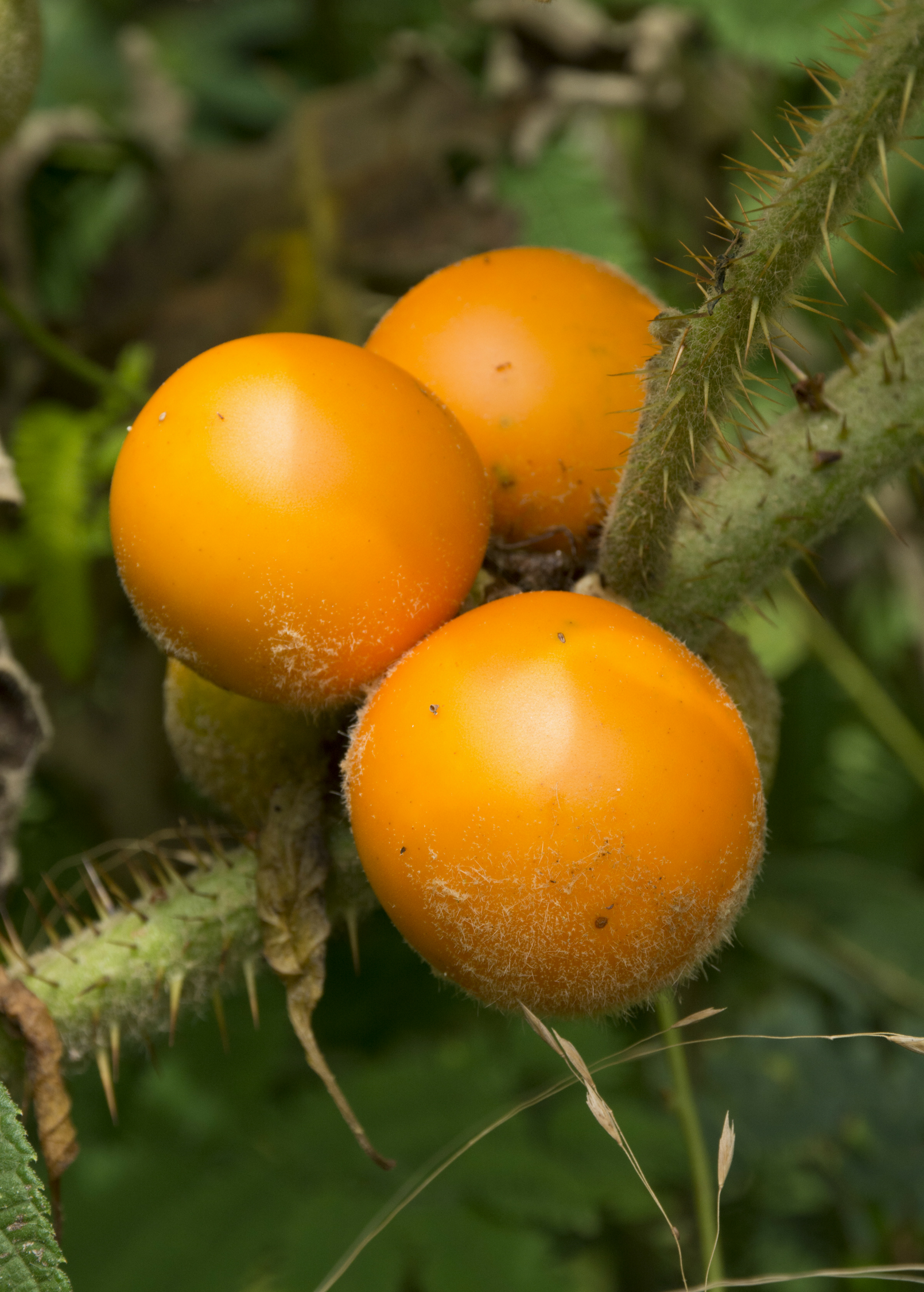 Lulo Naranjilla fruiting plant in coconut coir pot by Sow Exotic, showcasing green leaves and developing fruit on the Solanum quitoense plant.