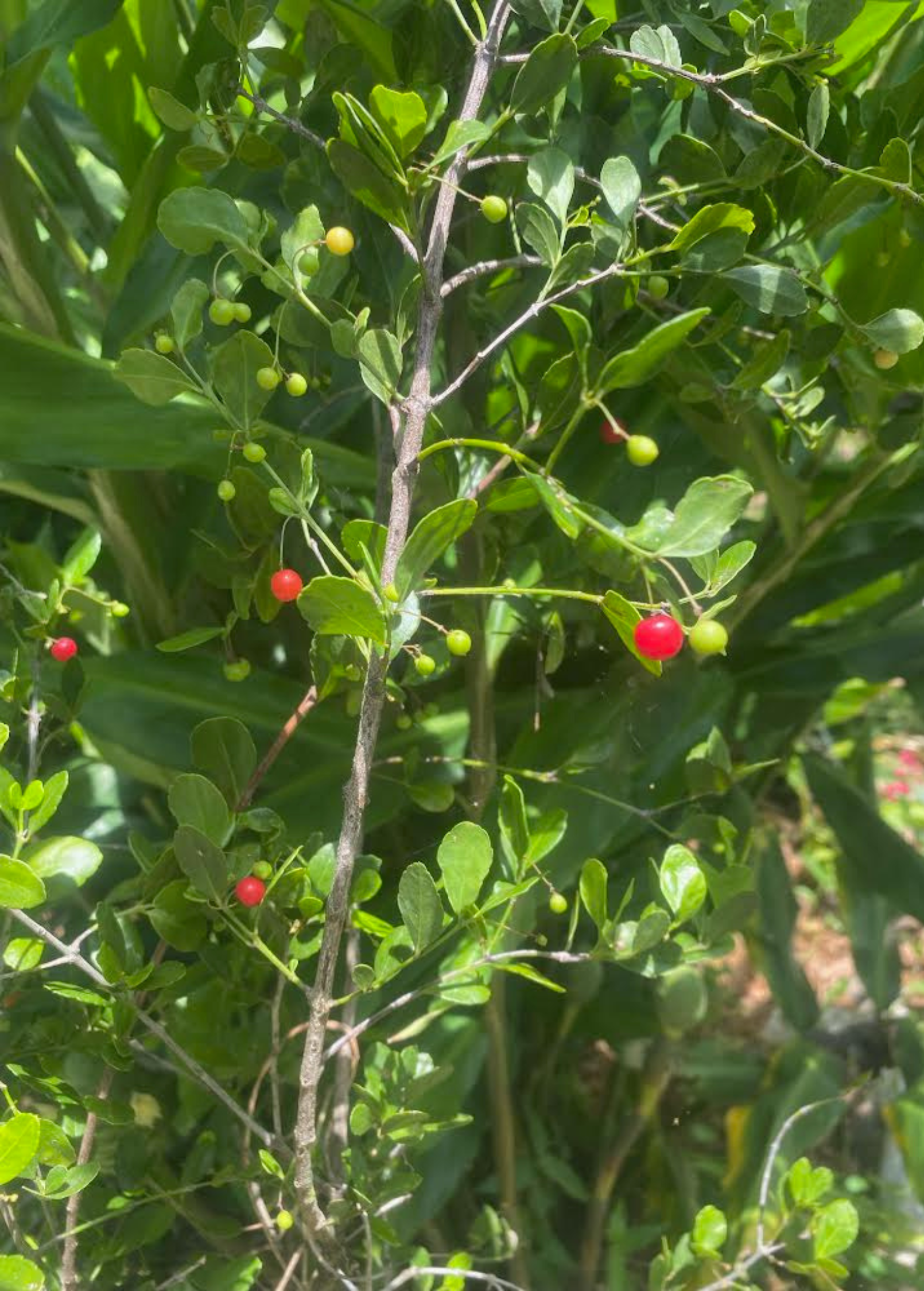 Fruiting Maiden Berry plant in coconut coir pot by Sow Exotic, showcasing lush green foliage and developing berries.