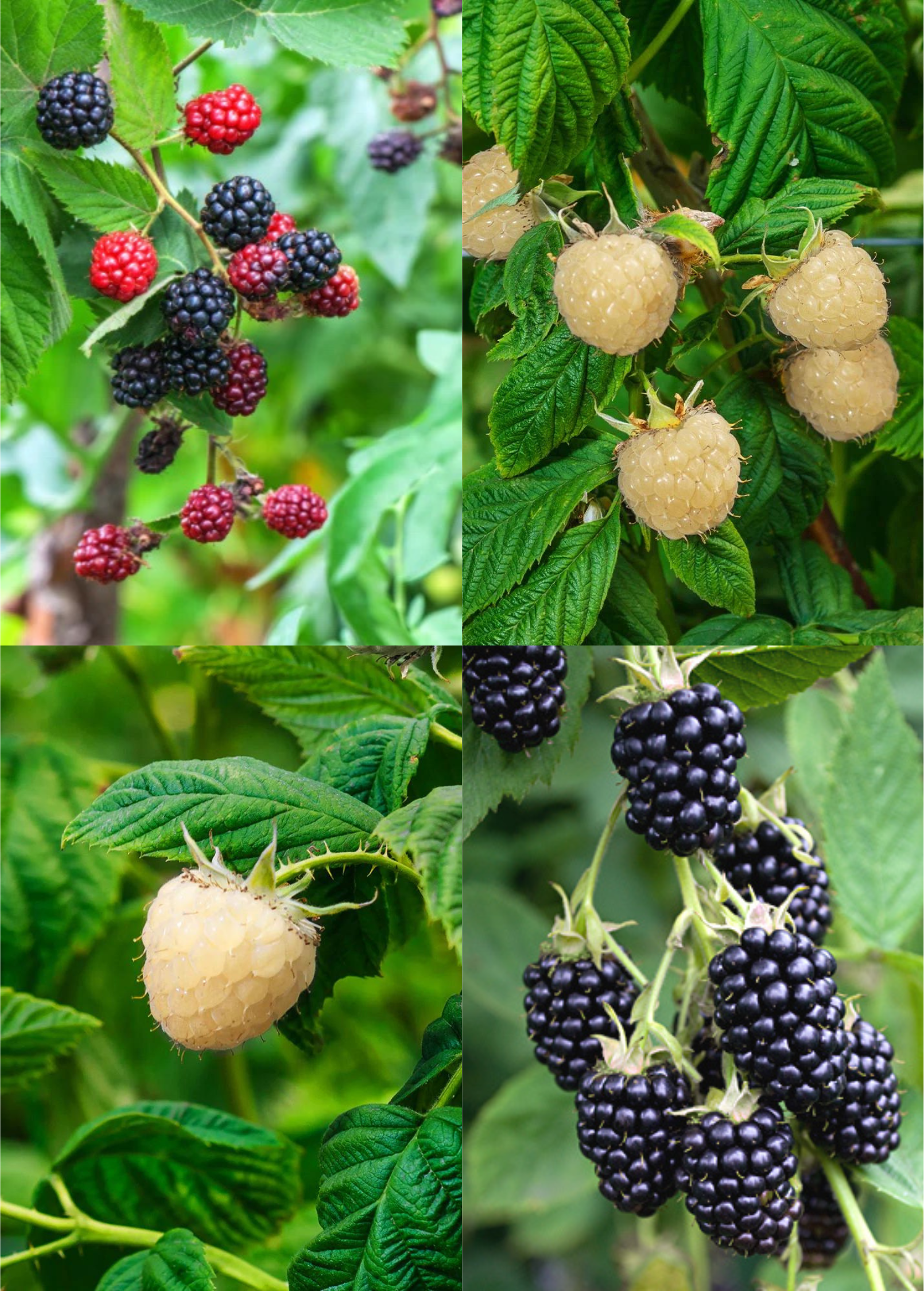 Blackberry fruiting plants bundle with Apache, Natchez, and Snowbank White varieties in coconut coir pots by Sow Exotic.