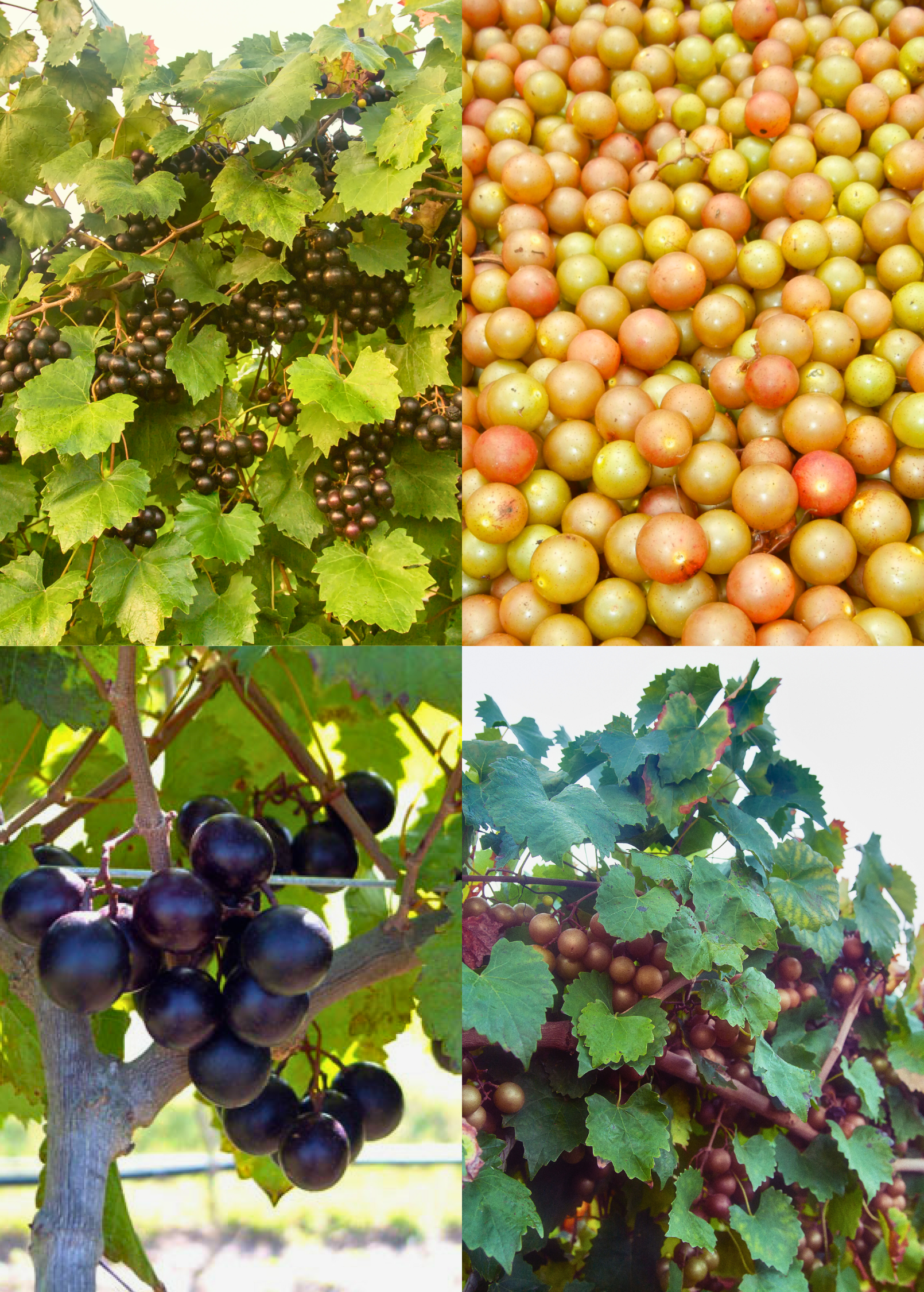 Southern Muscadine grape bundle with Carlos, Alachua, and Southern Home fruiting plants in coconut coir pots by Sow Exotic.