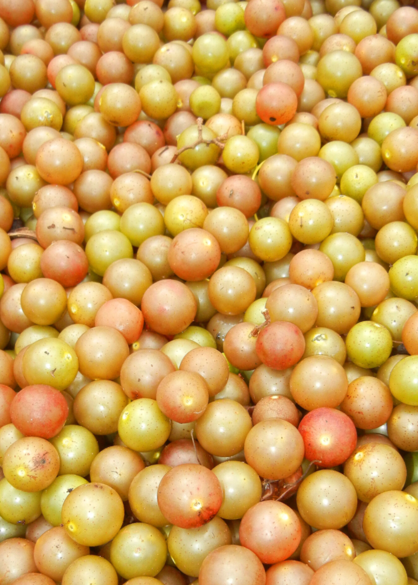Southern Muscadine grape bundle with Carlos, Alachua, and Southern Home fruiting plants in coconut coir pots by Sow Exotic.