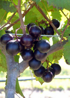 Southern Muscadine grape bundle with Carlos, Alachua, and Southern Home varietals in coconut coir pots by Sow Exotic.