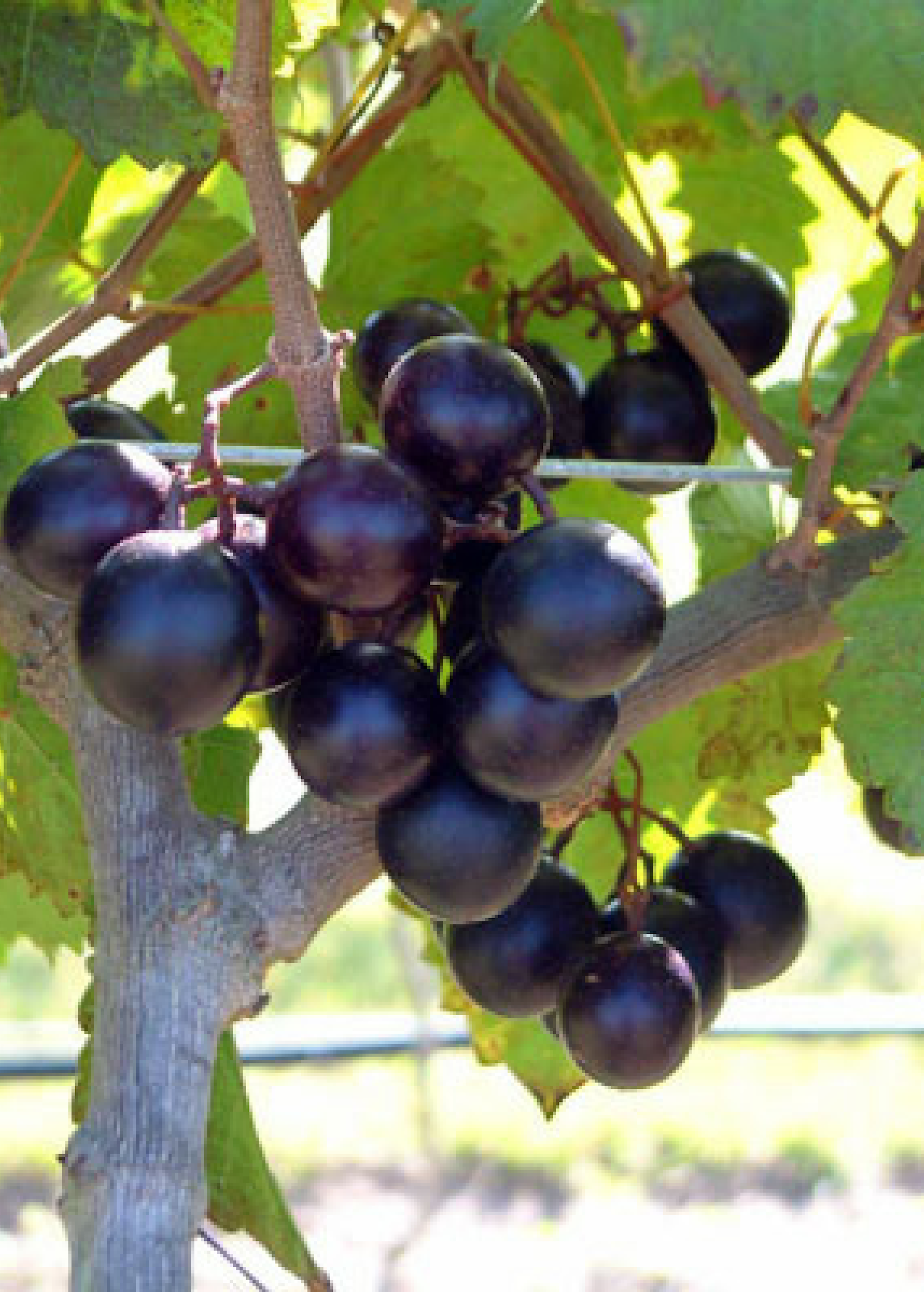 Southern Muscadine grape bundle with Carlos, Alachua, and Southern Home varietals in coconut coir pots by Sow Exotic.
