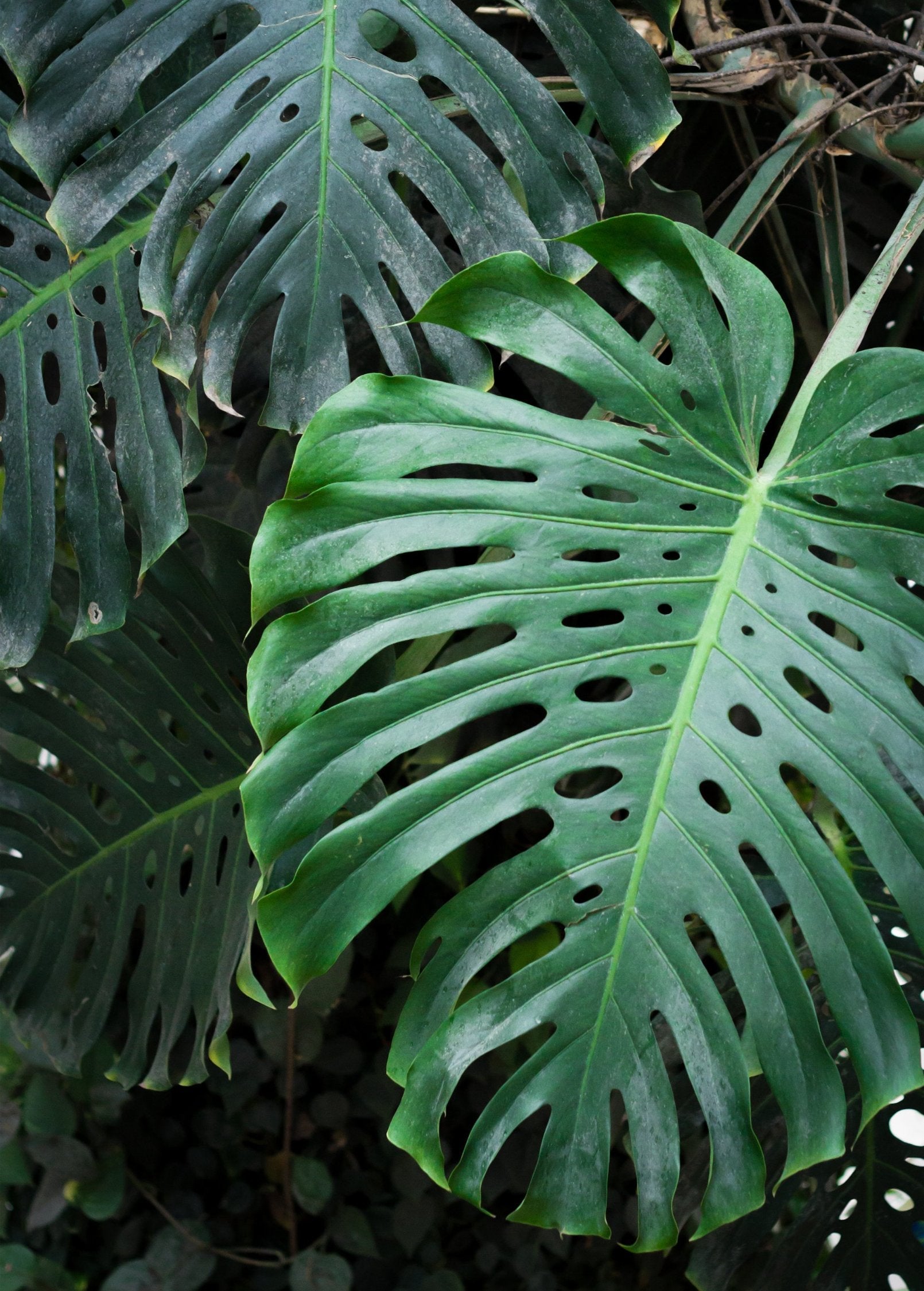 Healthy Monstera deliciosa fruiting plant in a coconut coir pot, showcasing large, glossy leaves of the Swiss Cheese Plant by Sow Exotic.