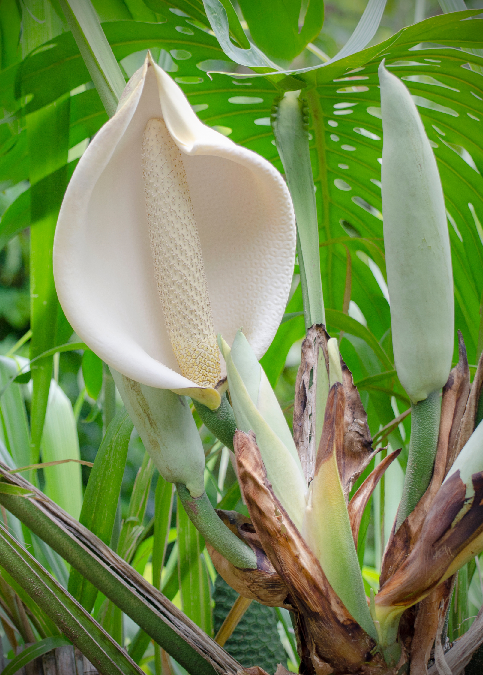 Healthy Monstera deliciosa Swiss Cheese Plant in a coconut coir pot, featuring large, split leaves typical of this fruiting houseplant.