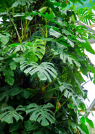Healthy Monstera deliciosa, Swiss Cheese Plant in a coconut coir pot, showcasing its large, fenestrated leaves.