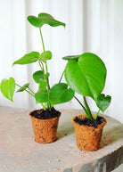 Healthy Monstera deliciosa Swiss Cheese Plant in a coconut coir pot, showcasing large, fenestrated leaves and lush foliage.