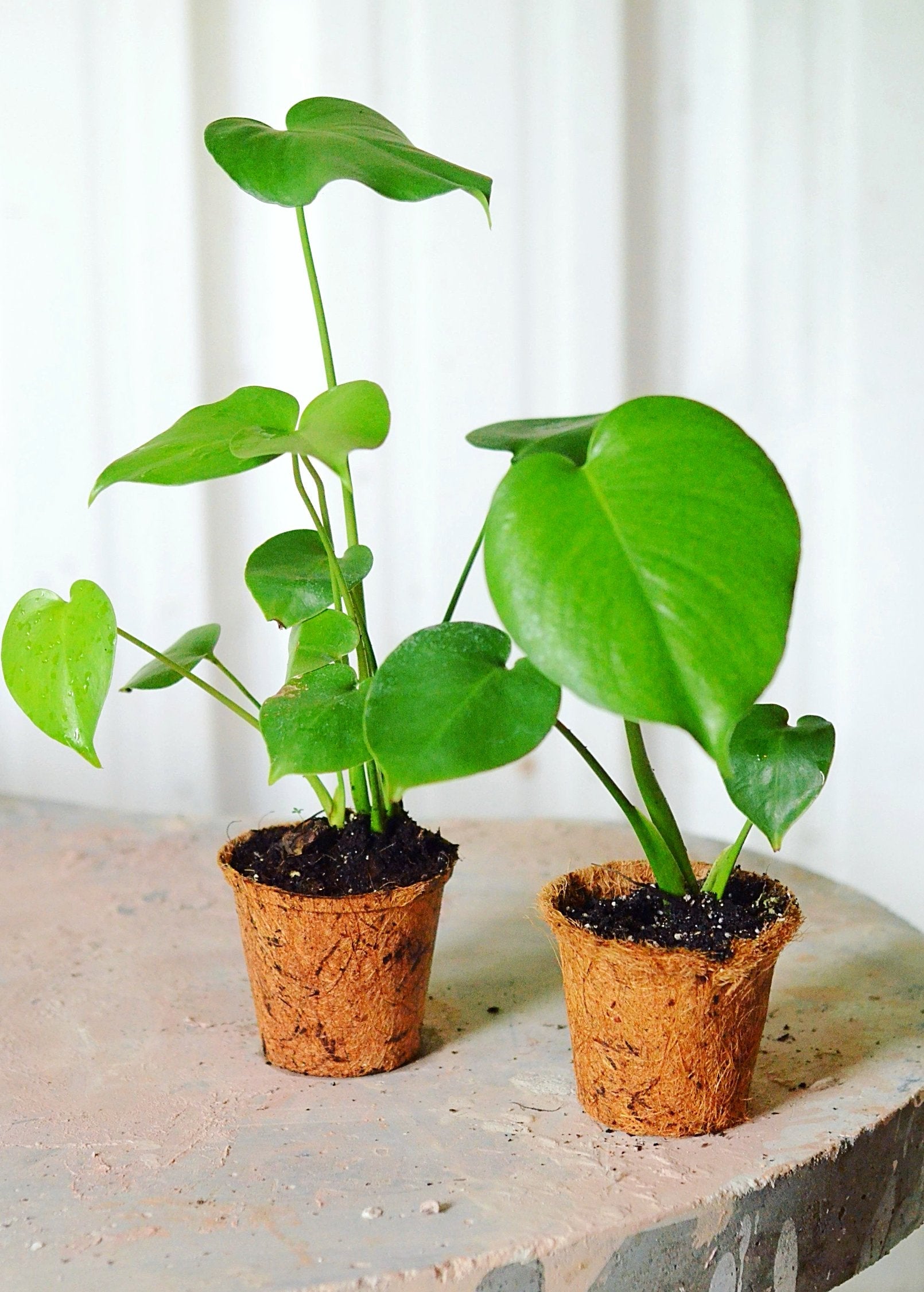 Healthy Monstera deliciosa Swiss Cheese Plant in a coconut coir pot, showcasing large, fenestrated leaves and lush foliage.