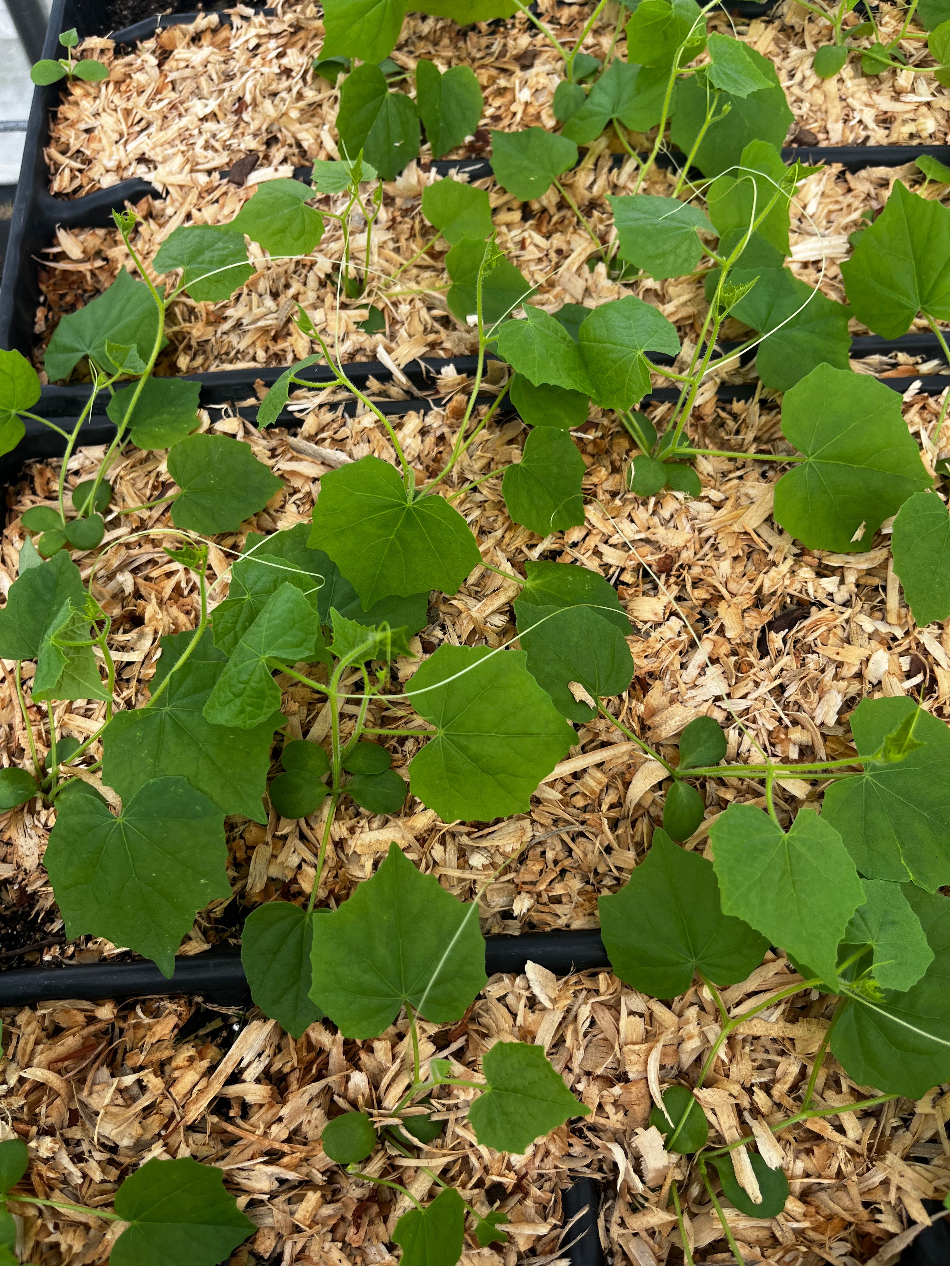 Fruiting Mouse Melon plant in a coconut coir pot, showcasing small, round, green melothria scabra fruits on a lush vine.