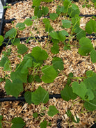 Fruiting Mouse Melon plant in a coconut coir pot, showcasing small, round, green melothria scabra fruits on a lush vine.