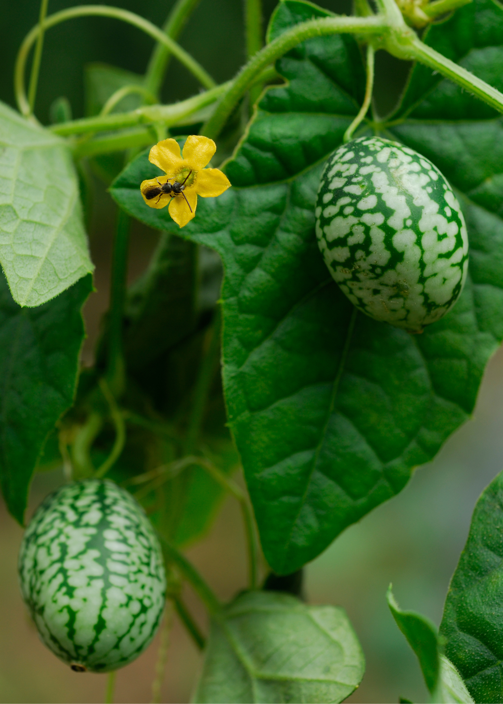 Healthy Mouse Melon fruiting plant in a coconut coir pot by Sow Exotic, with lush green vines and developing small melon fruits.