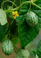 Healthy Mouse Melon fruiting plant in a coconut coir pot by Sow Exotic, with lush green vines and developing small melon fruits.